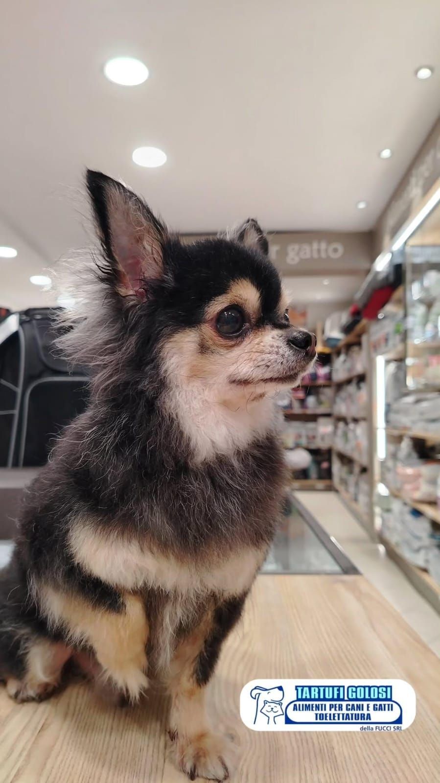 Toelettatura barboncino