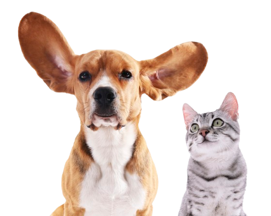 Toelettatura cane e gatto