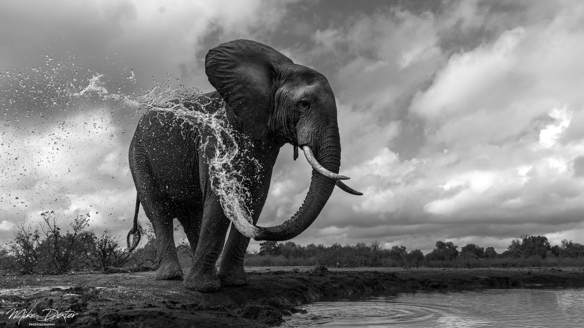 A black and white photo of an elephant spraying water from its trunk.