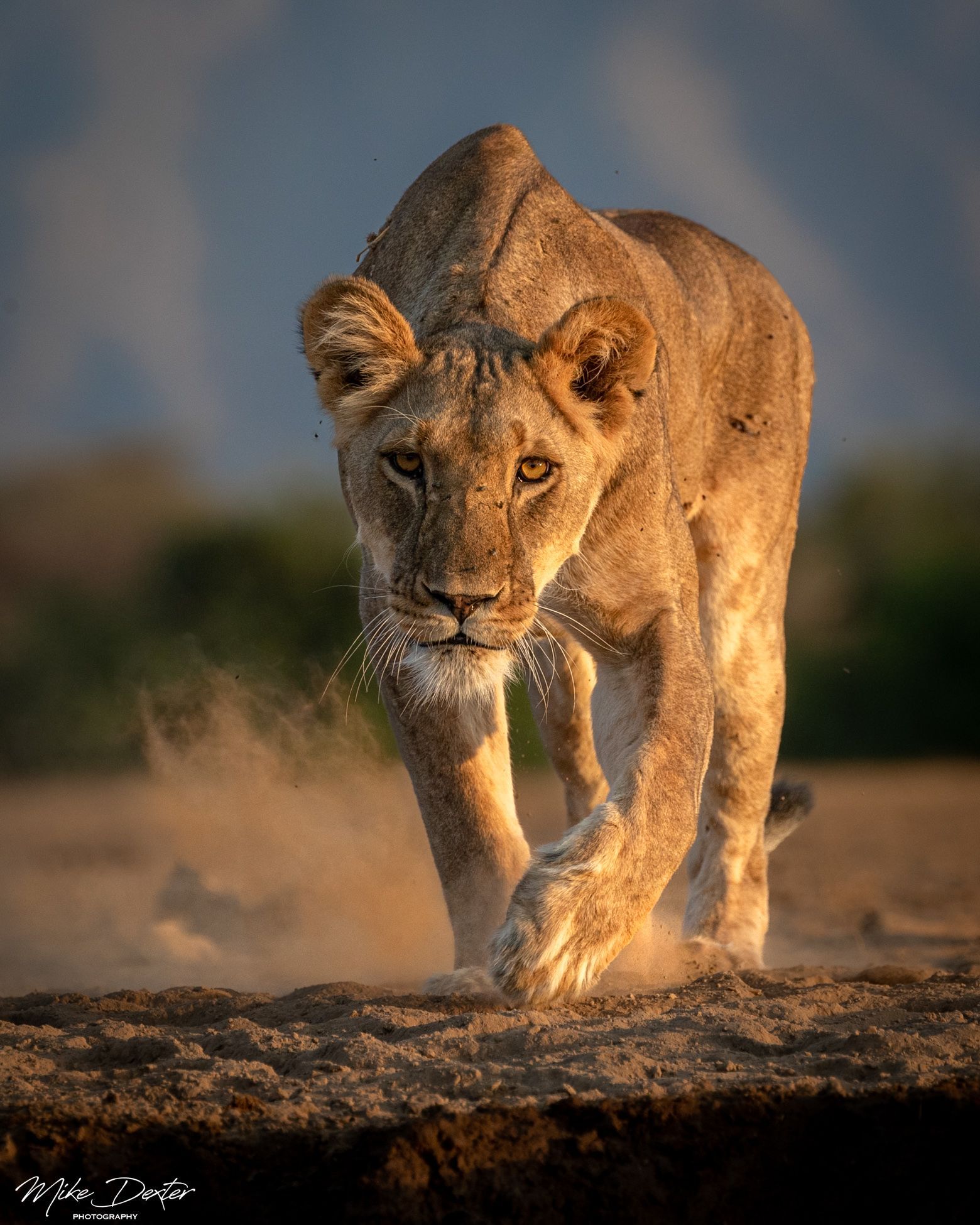 A lioness is walking across a dirt field.