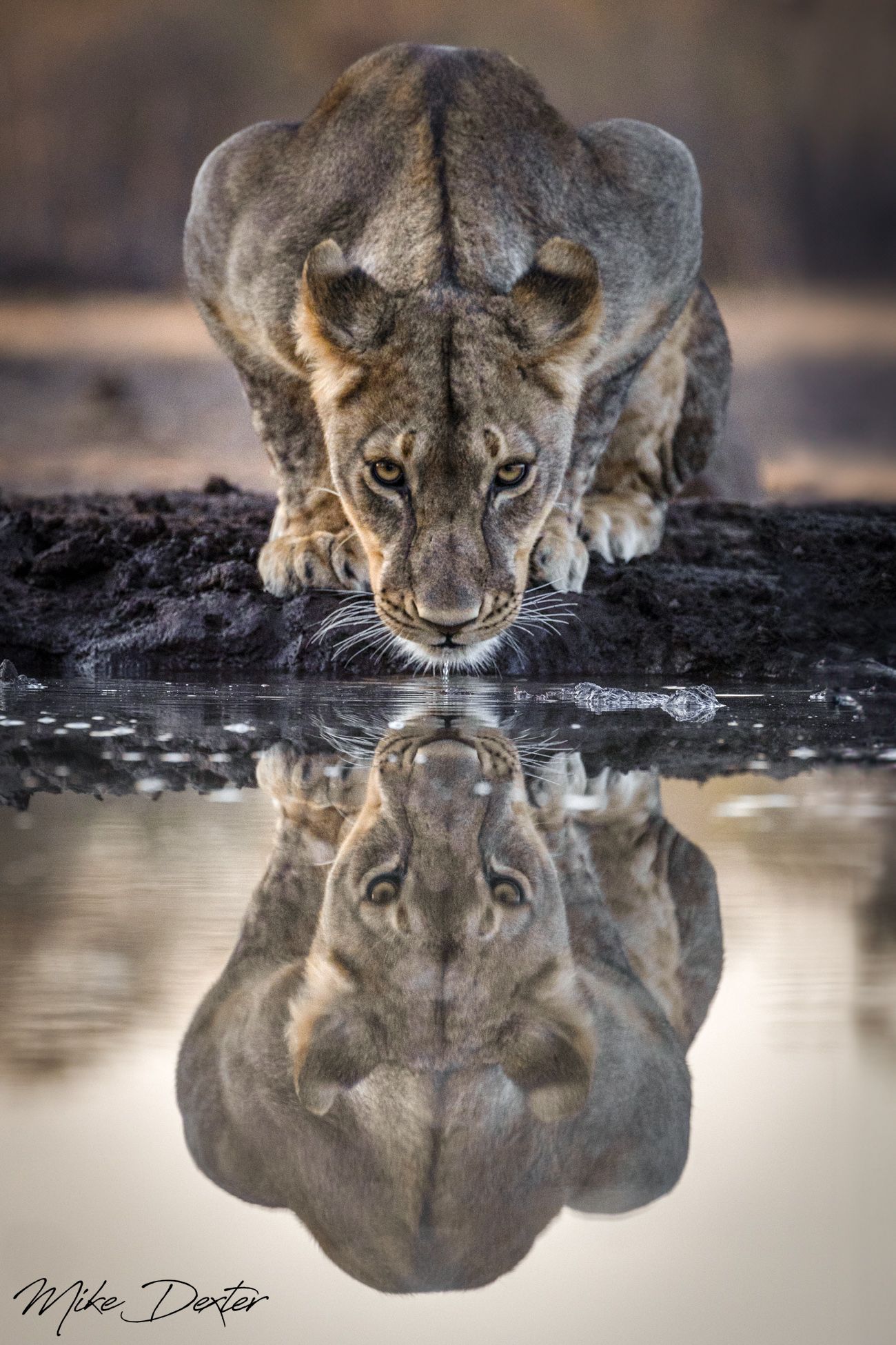 A lioness is drinking water from a pond and her reflection is in the water.