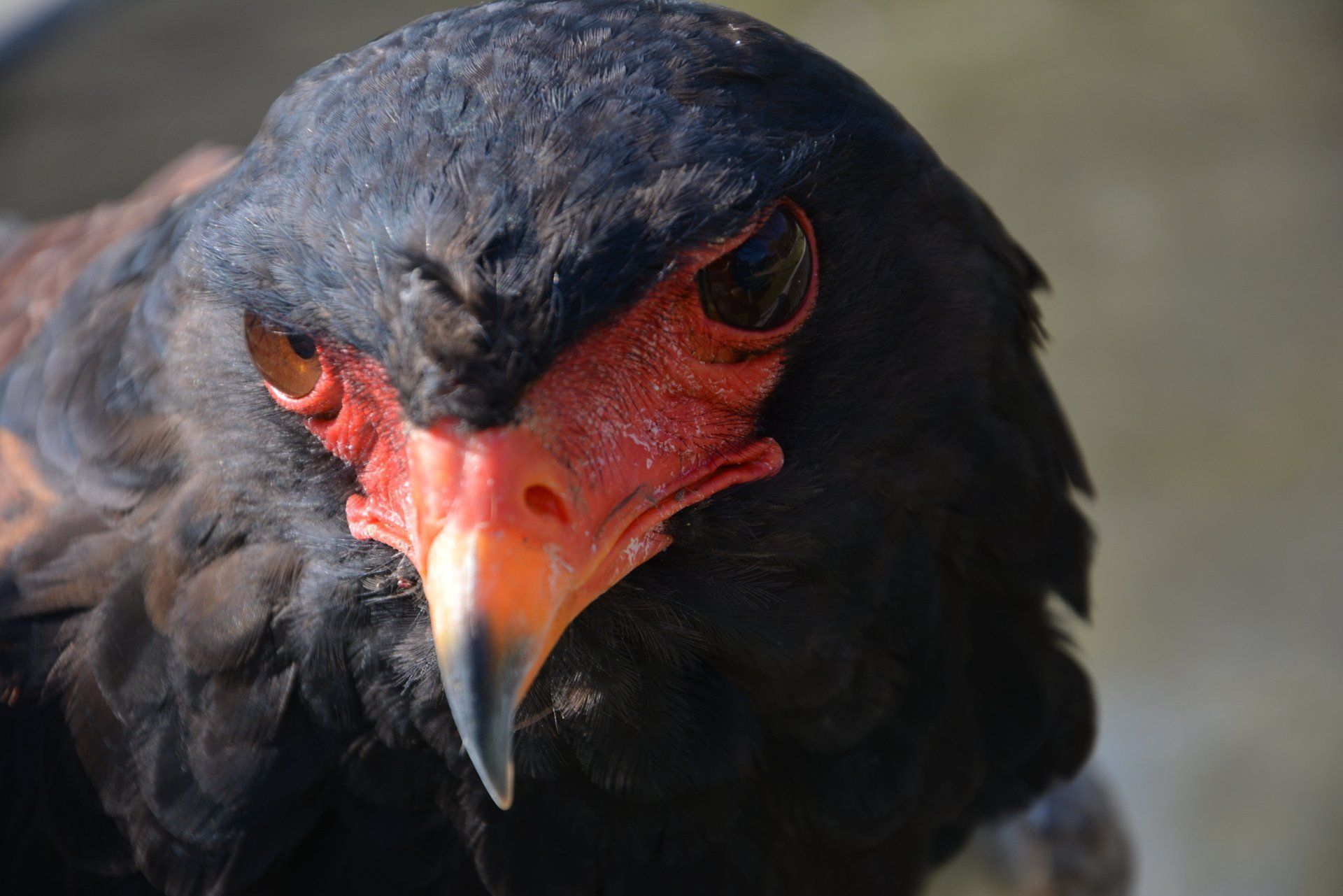 A close up of a black bird with red eyes and a long beak.