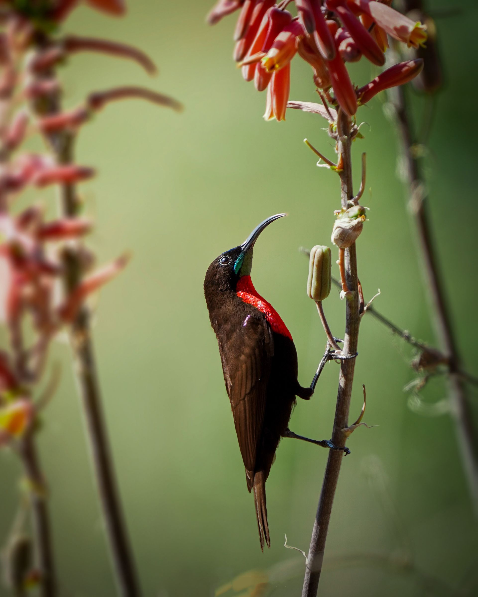 a bird perched on a branch with a flower in the background