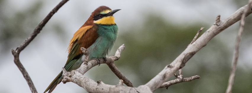 European Bee-eater