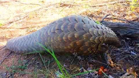 A pangolin is laying on the ground in the dirt