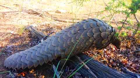 A close up of a pangolin laying on the ground.