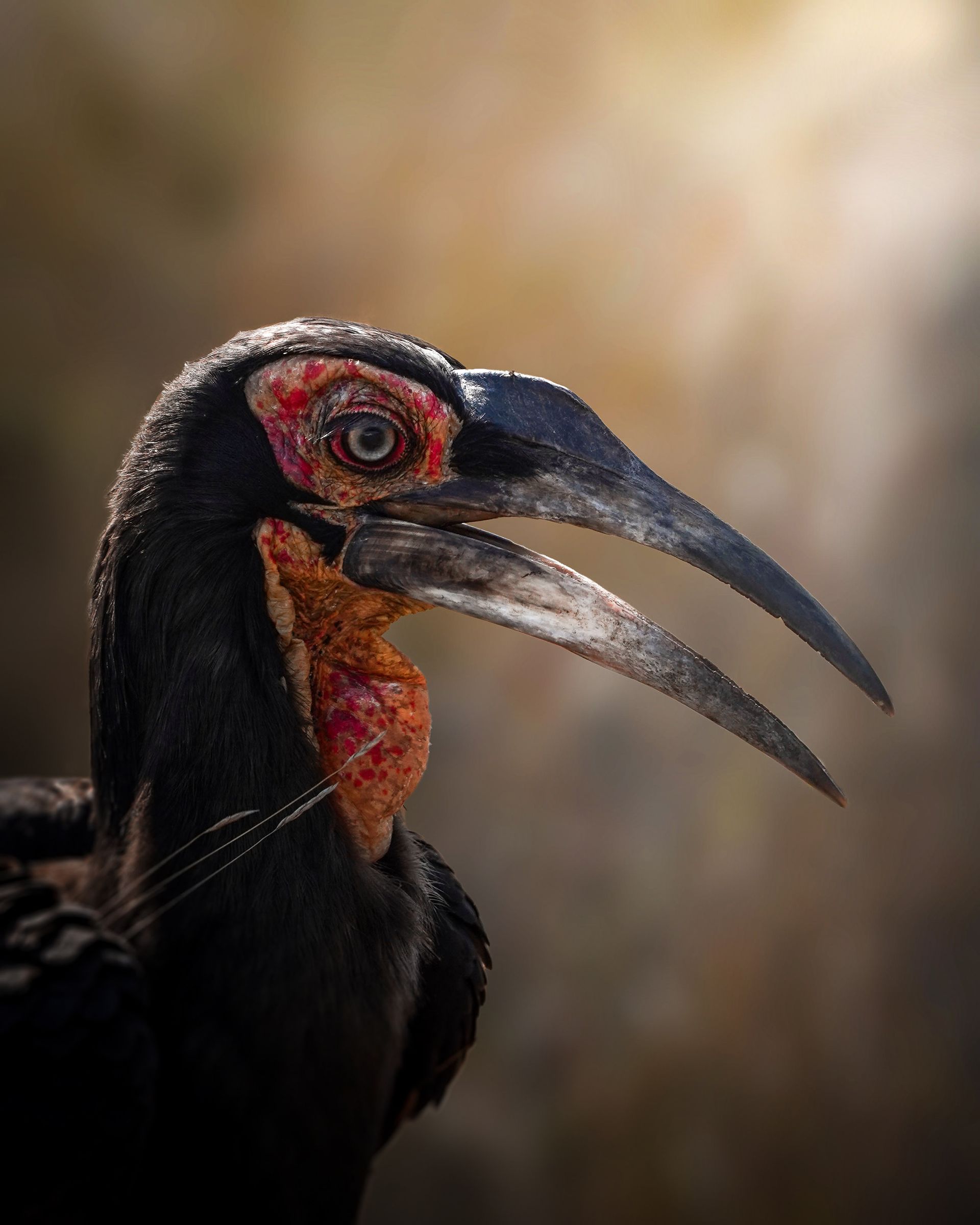 Sausage Tree Safari Camp - Game Drives Gallery 17