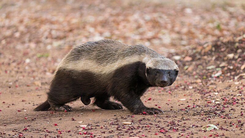 A honey badger is walking across a dirt road.