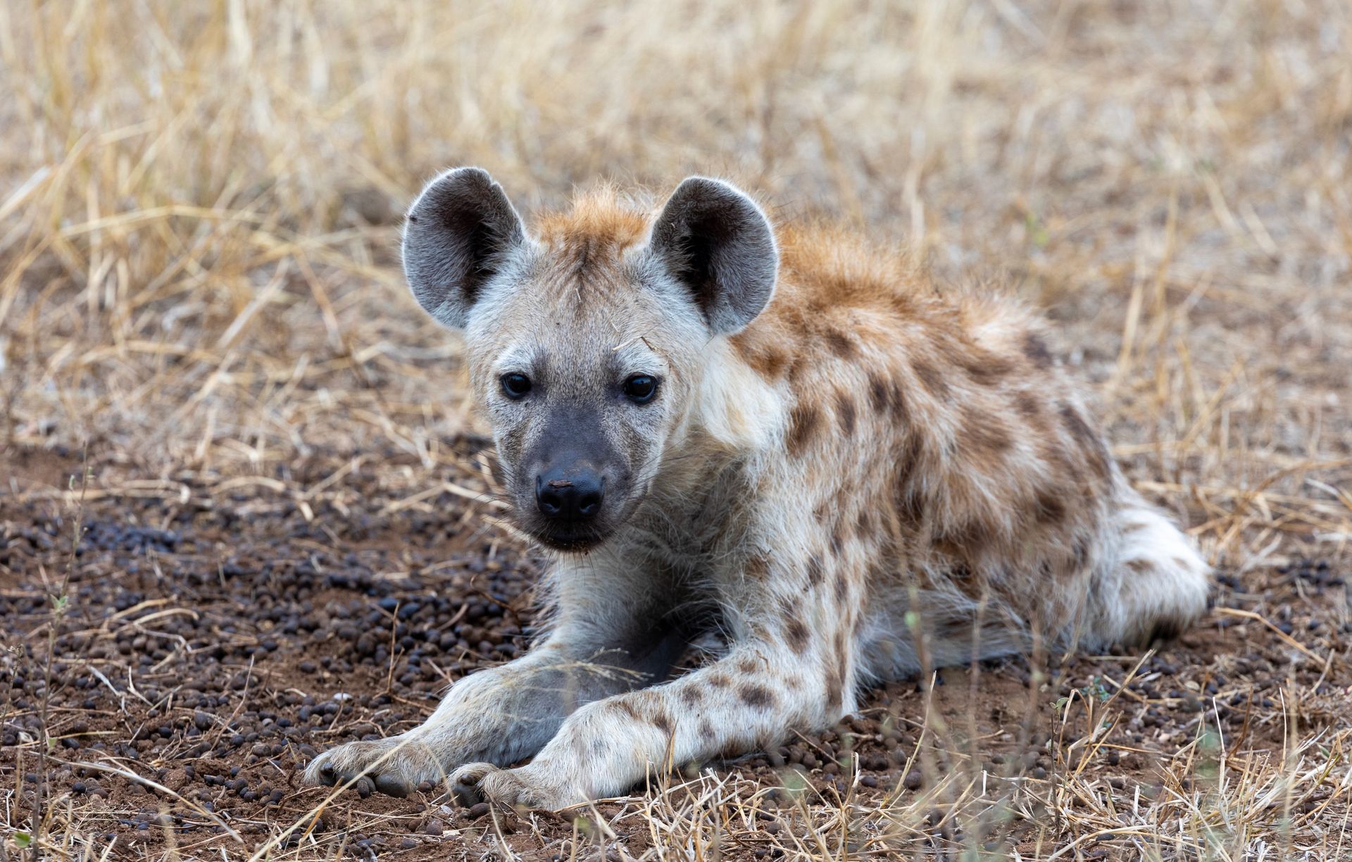 A hyena is laying down in the grass and looking at the camera.