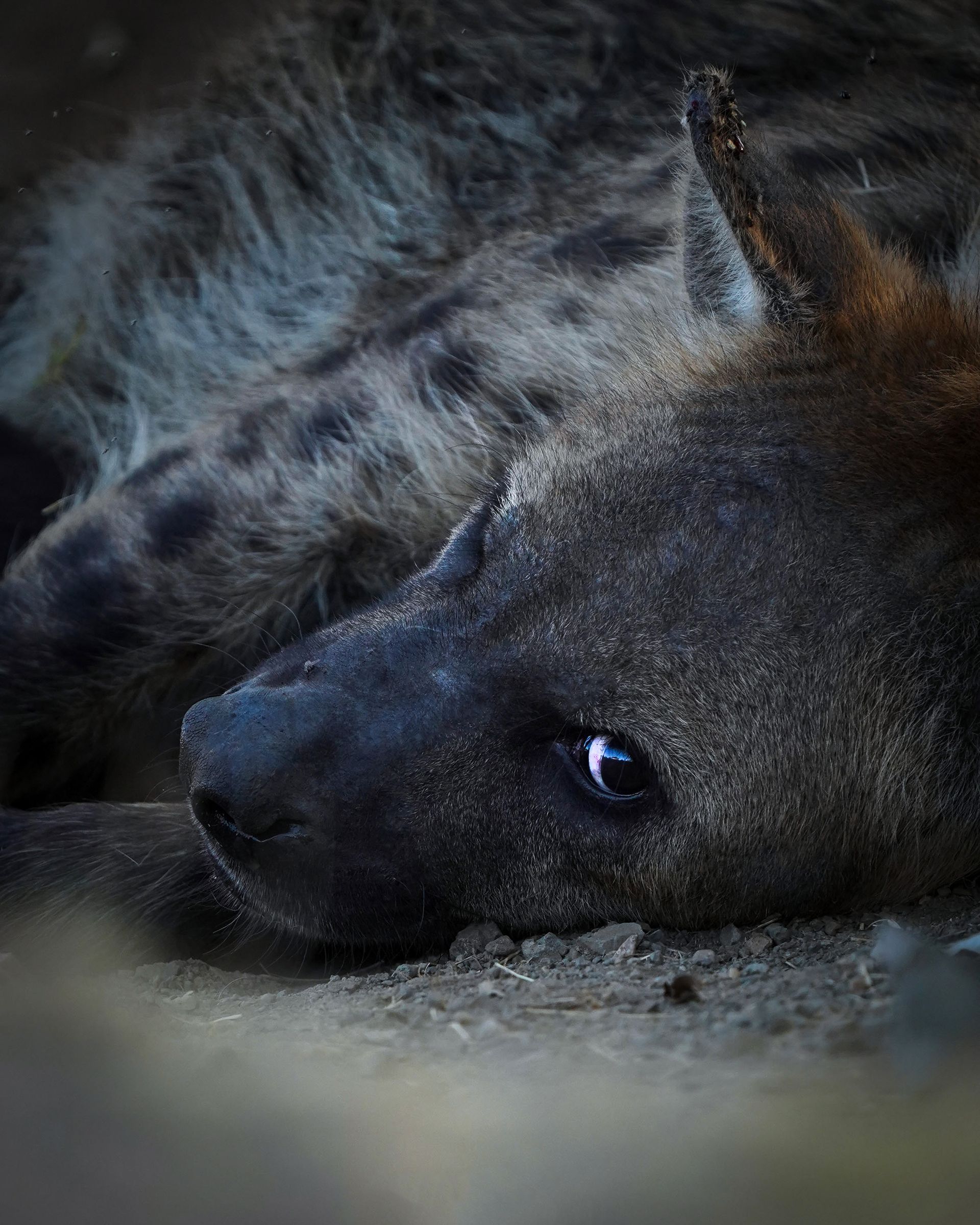 Sausage Tree Safari Camp - Game Drives Gallery 7