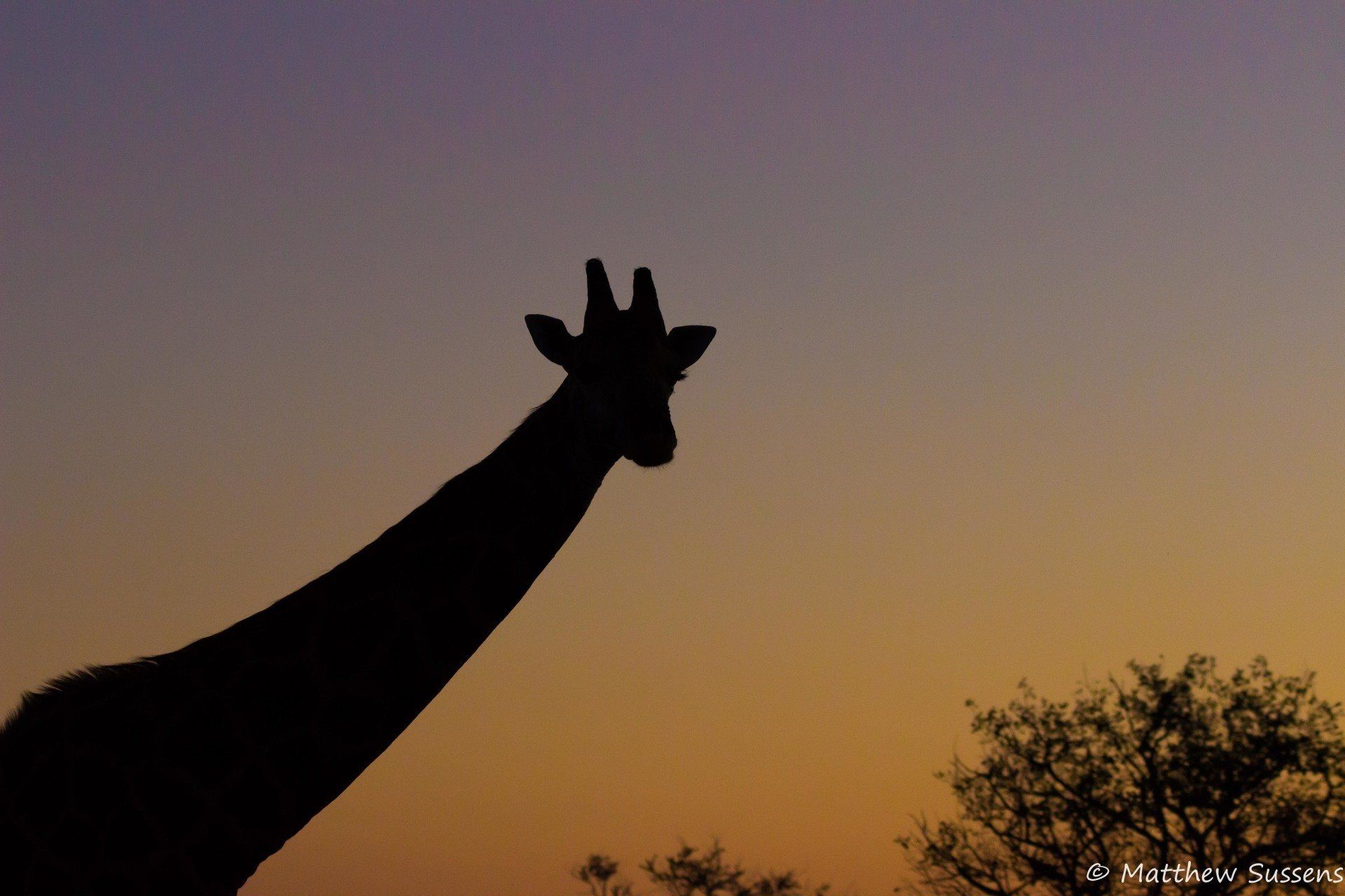 Sausage Tree Safari Camp - Game Drives Gallery 8