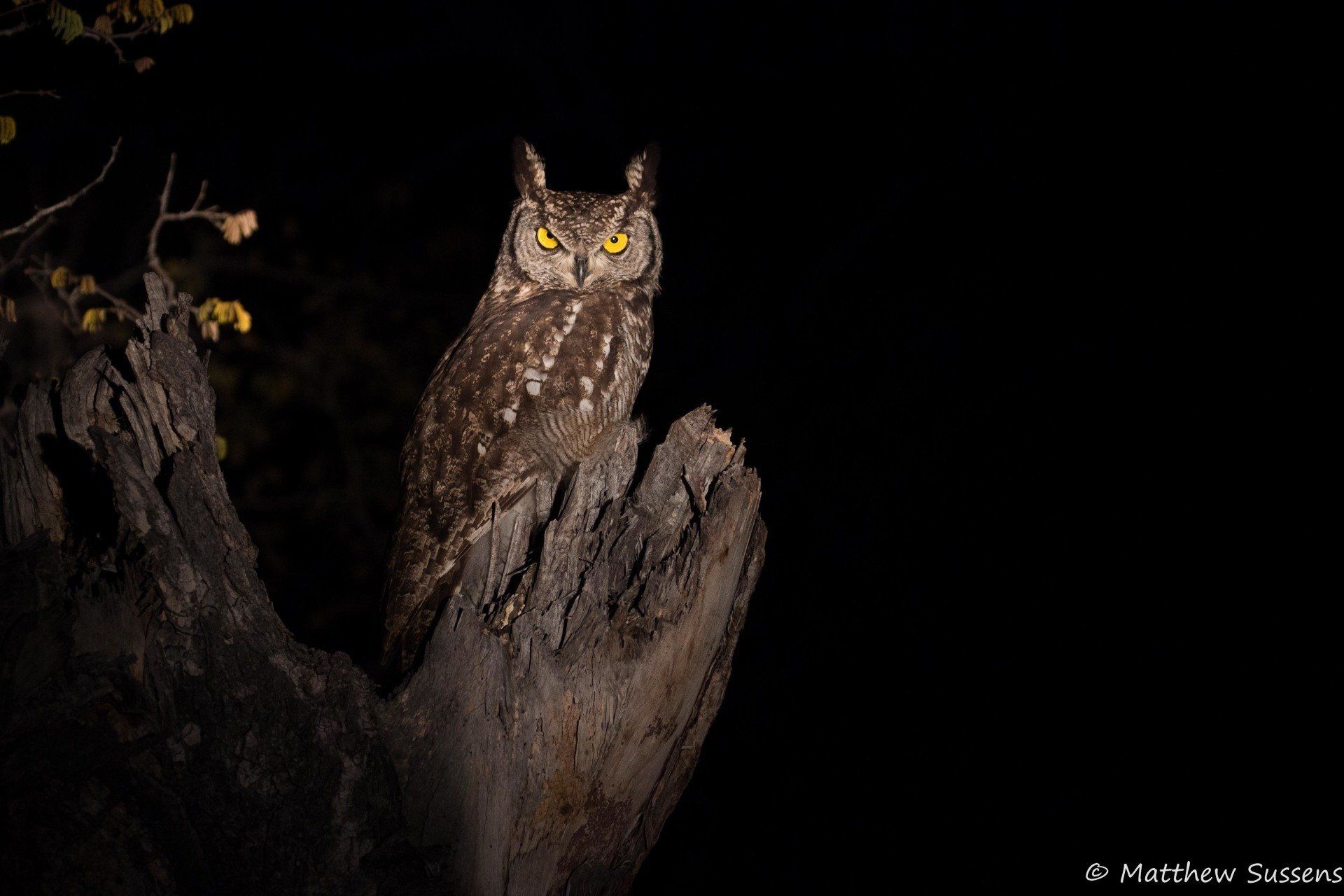 Sausage Tree Safari Camp - Game Drives Gallery 13