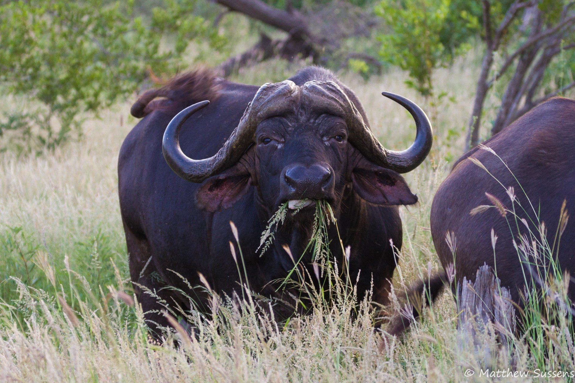 Sausage Tree Safari Camp - Game Drives Gallery 11