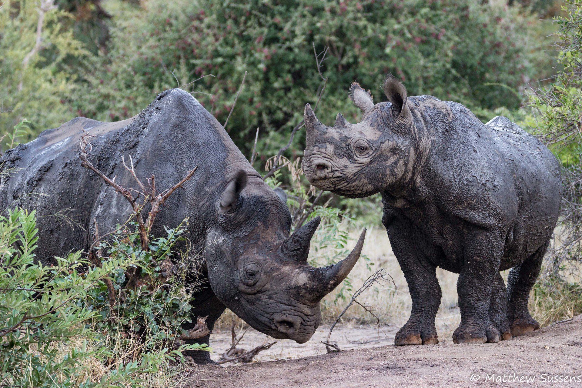 Sausage Tree Safari Camp - Game Drives Gallery 3