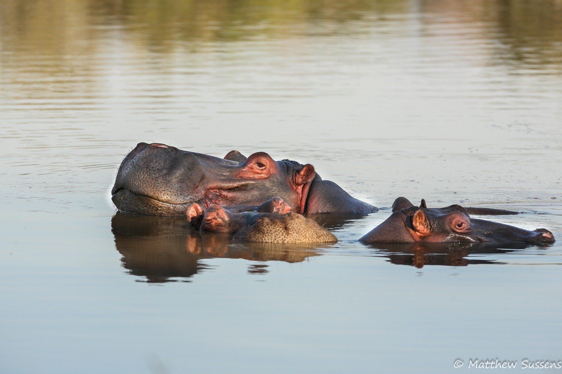 A couple of hippos are swimming in the water.