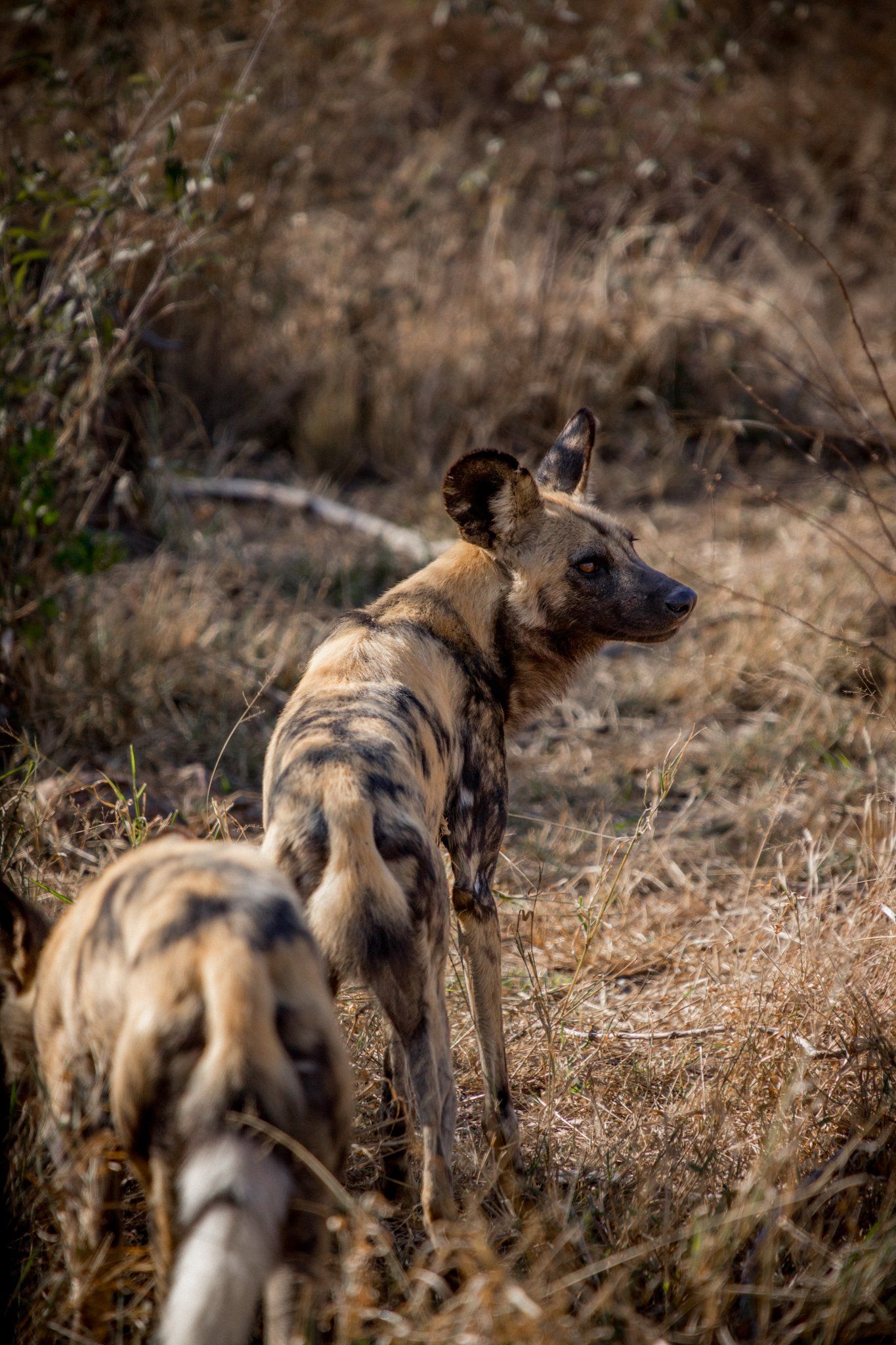 Sausage Tree Safari Camp - Game Drives Gallery 16