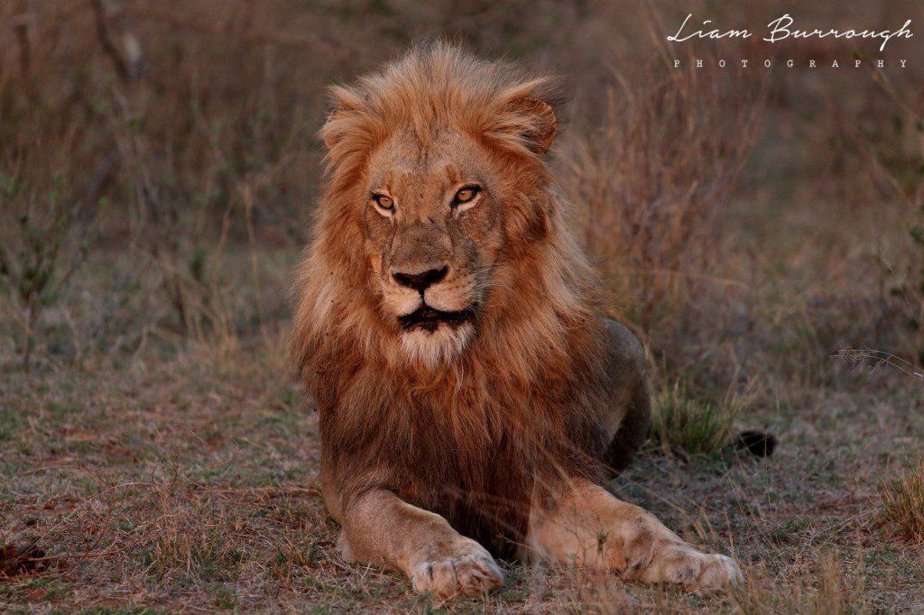 A lion is laying down in the grass and looking at the camera.