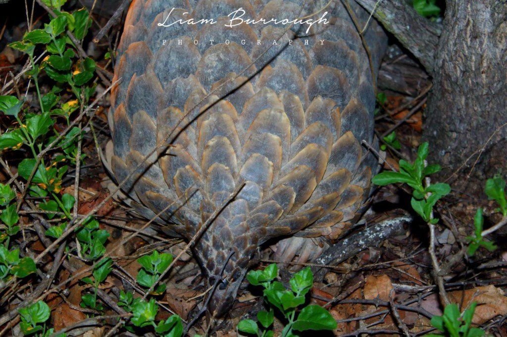 A turtle is laying on the ground next to a tree.