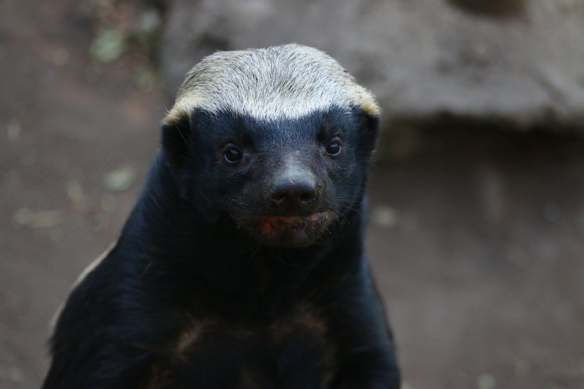 A close up of a honey badger looking at the camera.