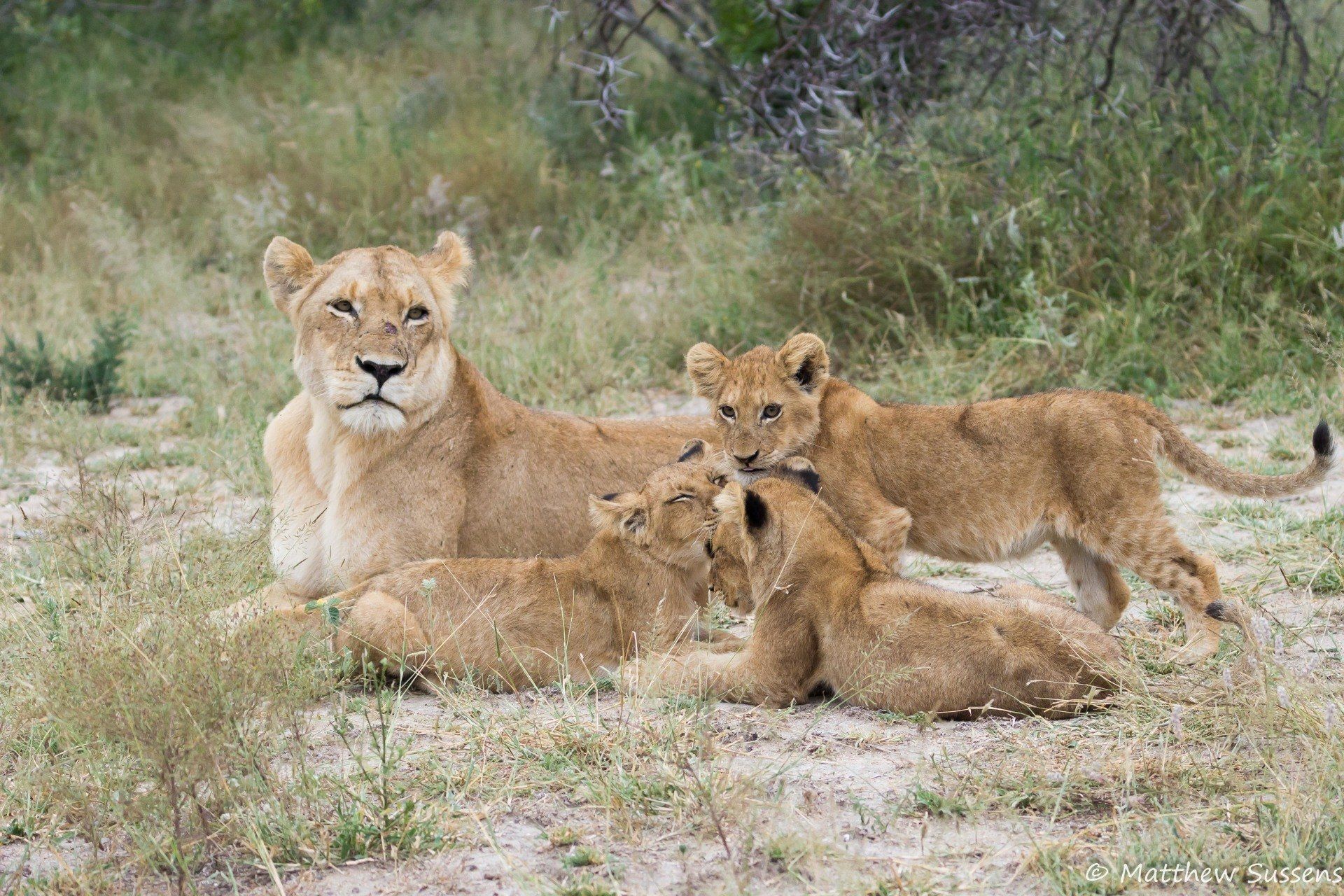 Sausage Tree Safari Camp - Game Drives Gallery 1