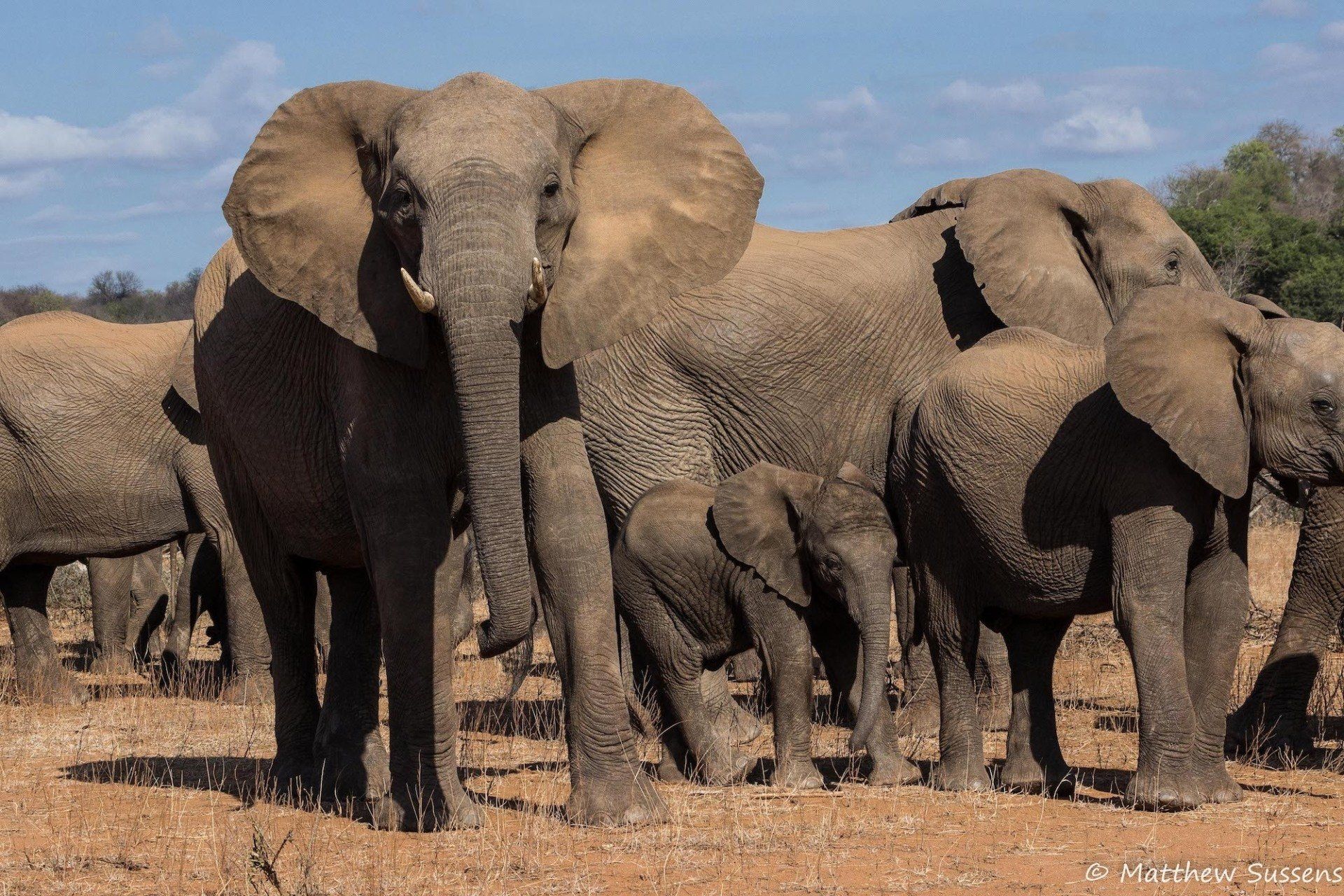 a herd of elephants standing next to each other in a field