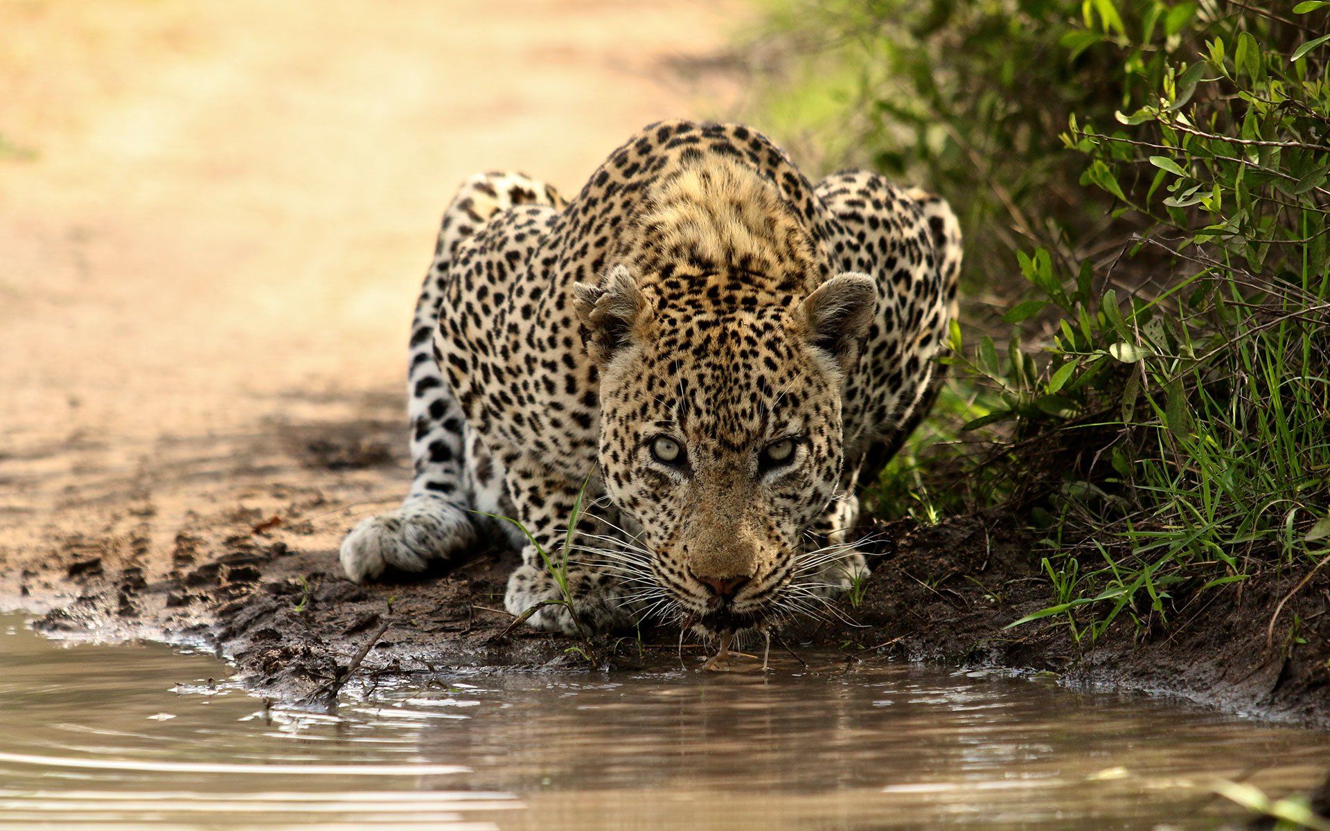 a leopard is drinking water from a muddy pond