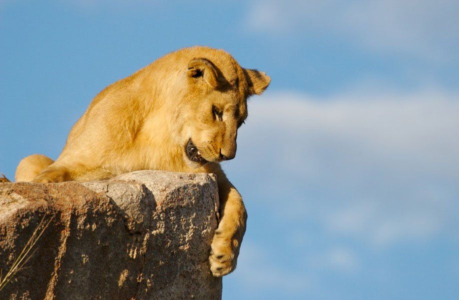 a lion laying on top of a rock with a blue sky in the background