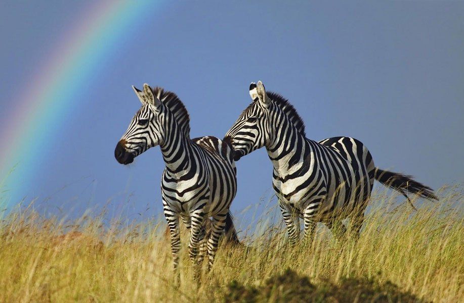 two zebras standing in a field with a rainbow in the background