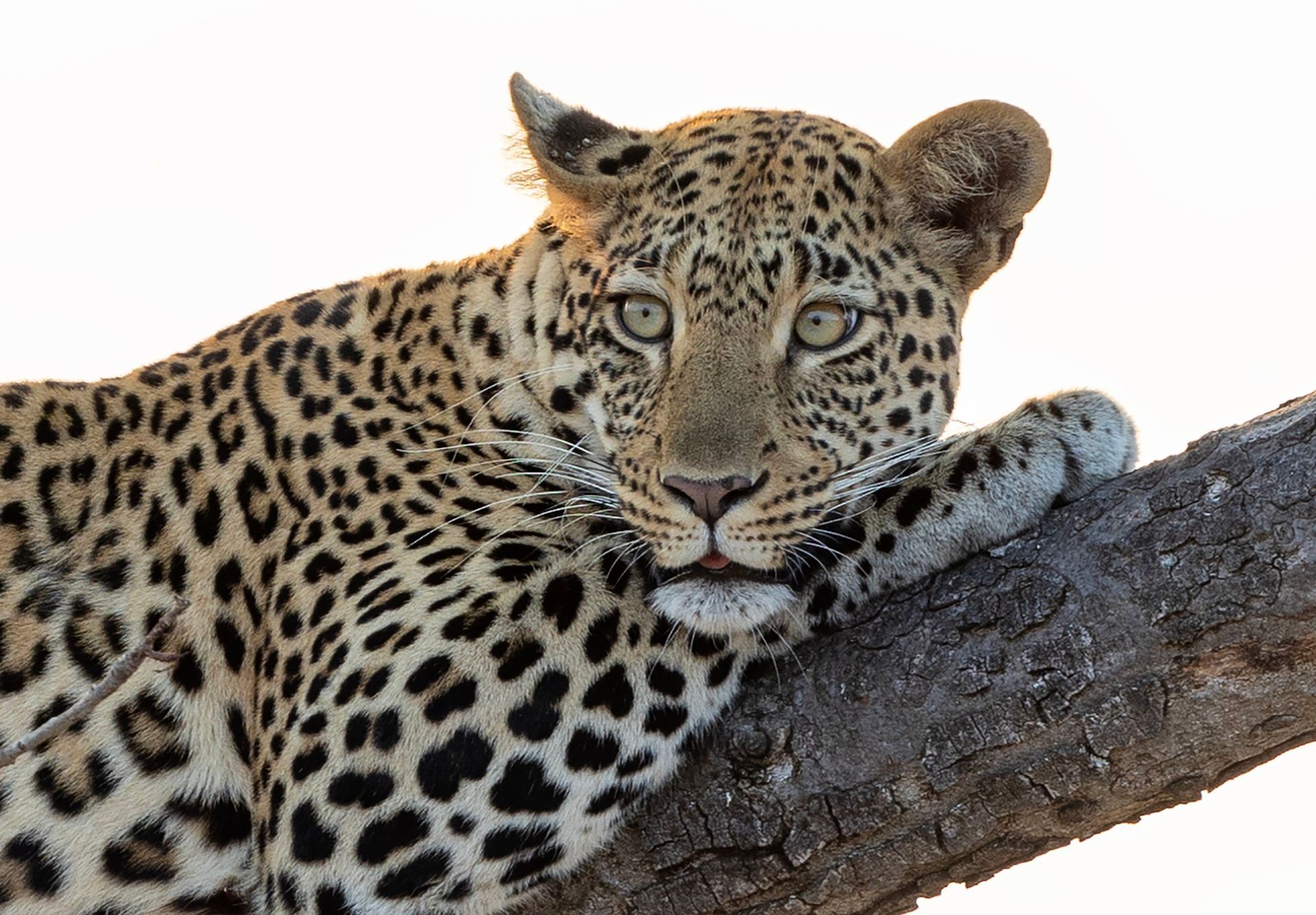 A leopard is laying on a tree branch looking at the camera.