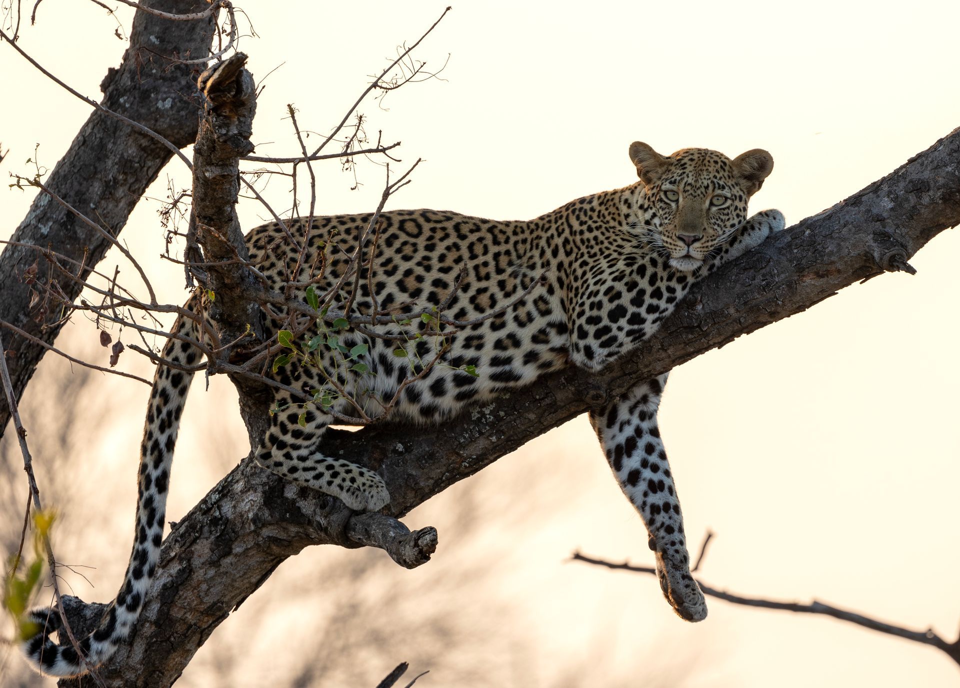 A leopard is laying on a tree branch