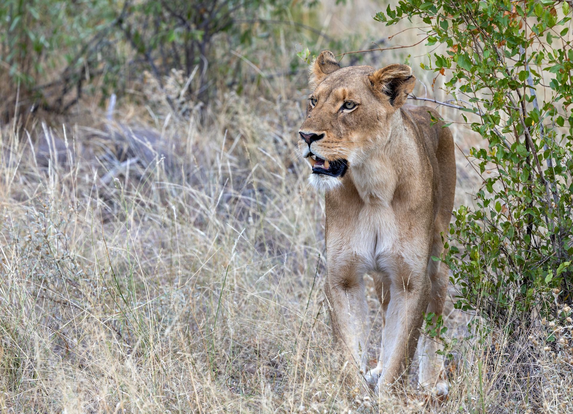 Lions on Safari | Sausage Tree Tented Safari Camp