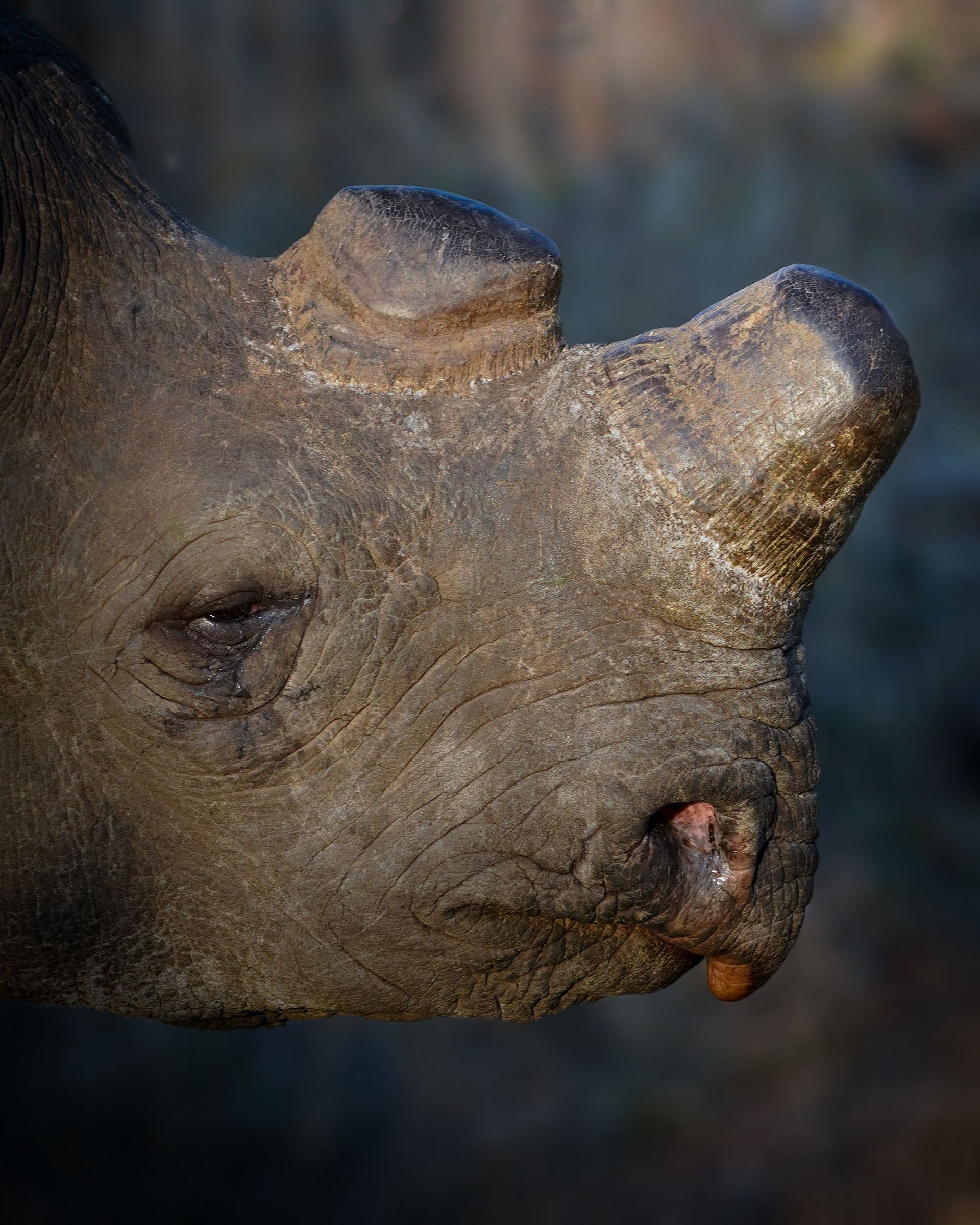 a close up of a rhino with a nut in its mouth