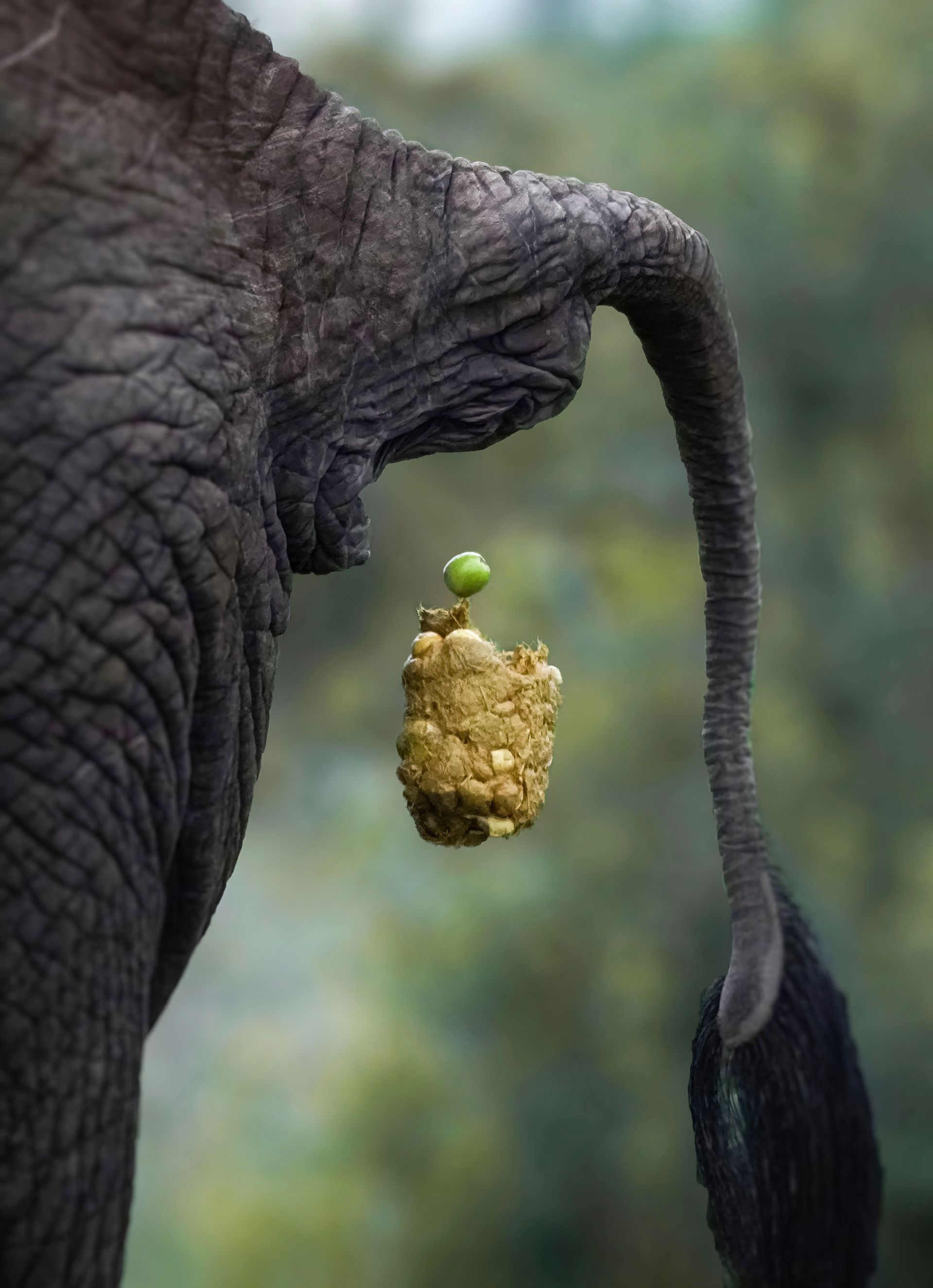 Sausage Tree Safari Camp - Home 1