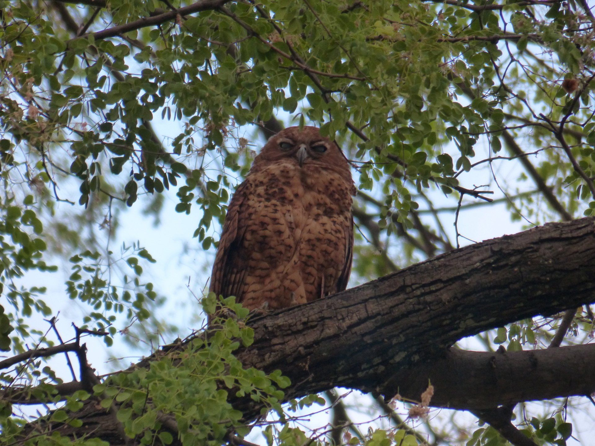 an owl is perched on a tree branch surrounded by leaves .