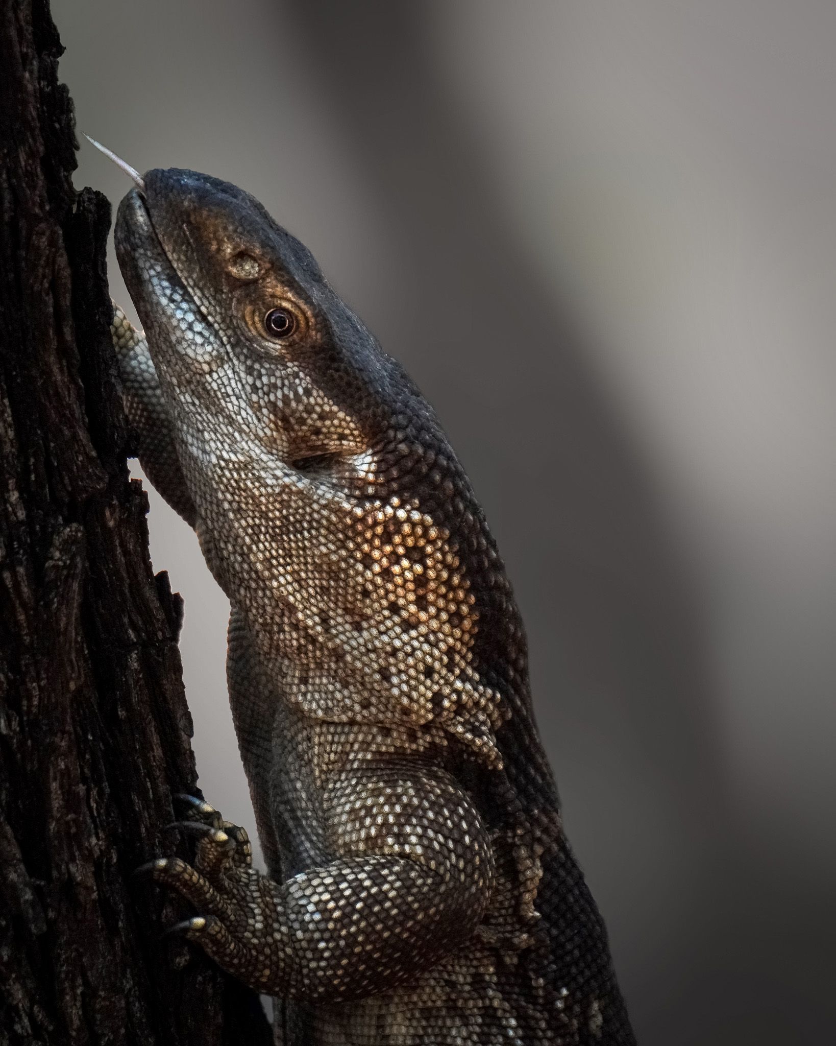 Sausage Tree Safari Camp - Game Drives Gallery 12