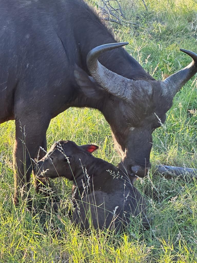 a buffalo standing next to a baby buffalo in the grass