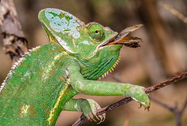 A green chameleon is eating a leaf from a tree branch.