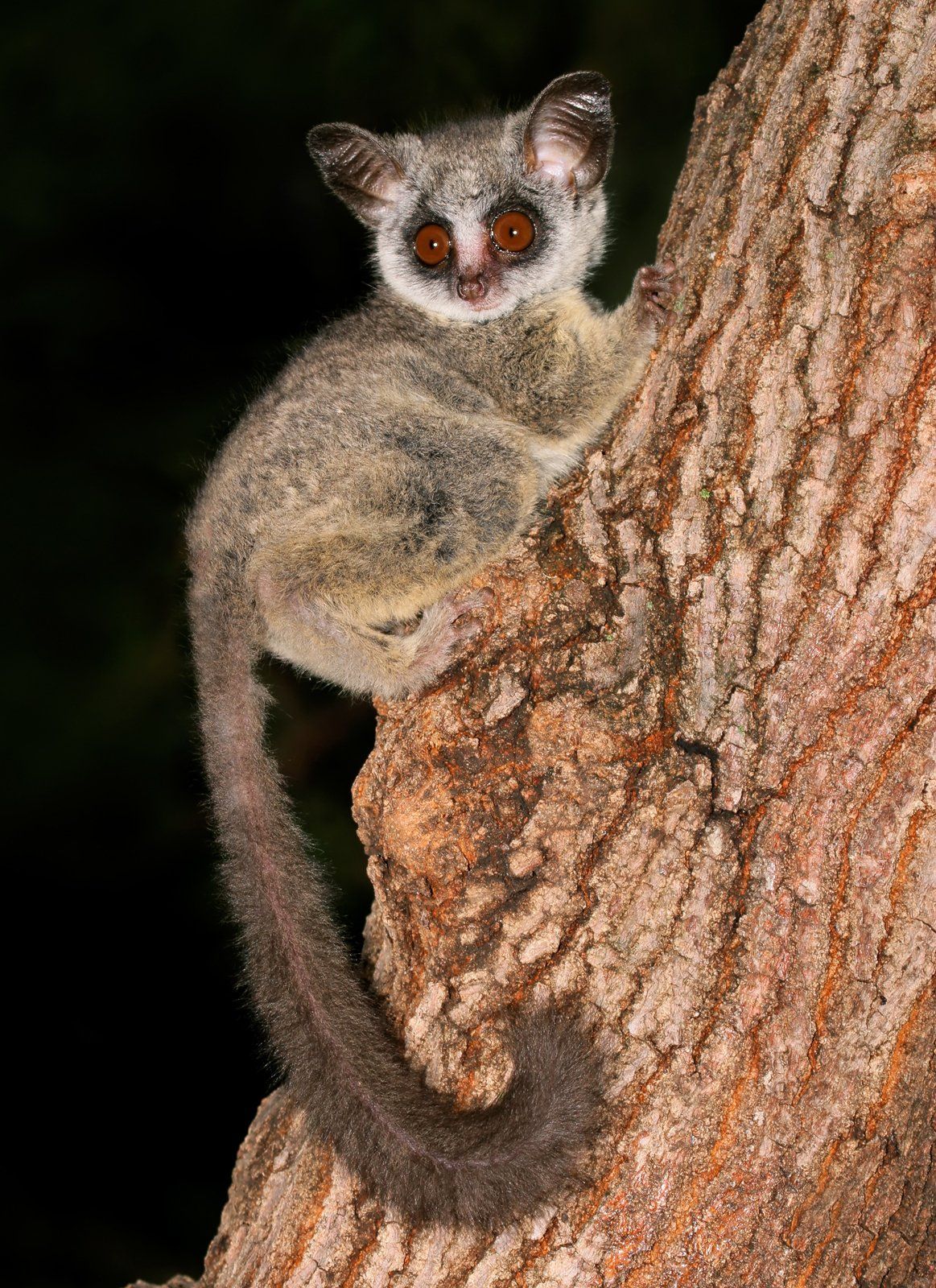 A small bush baby is sitting on a tree branch.