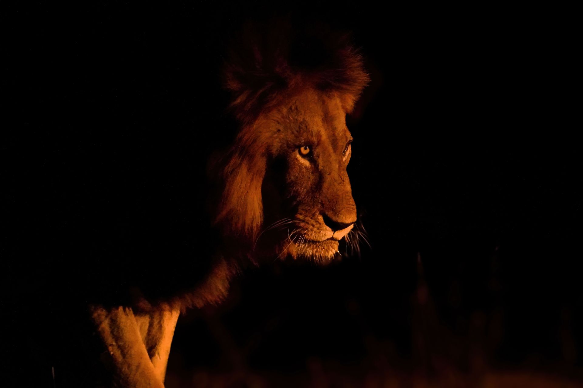 a close up of a lion 's face in the dark