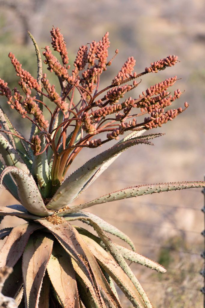 Sausage Tree Safari Camp - Lodge Gallery 39