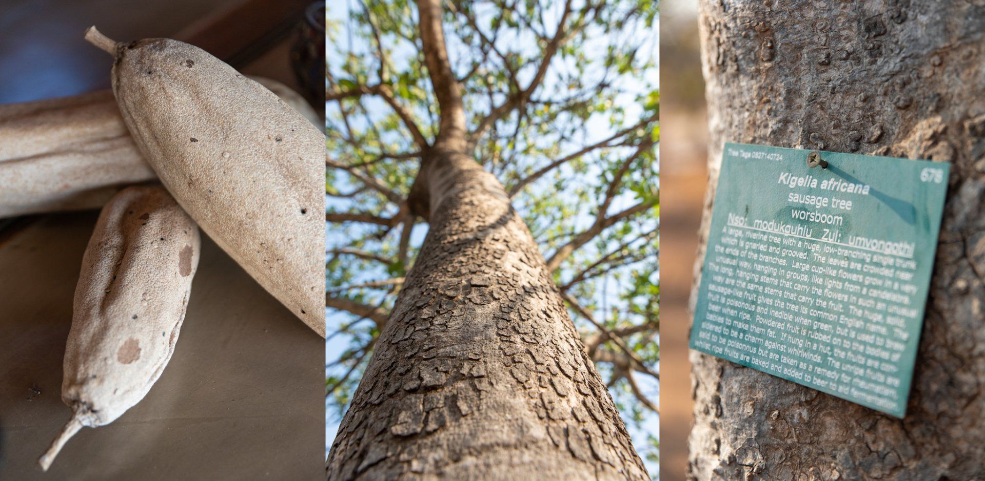 a tree with a label that says ' kigelia africana ' on it