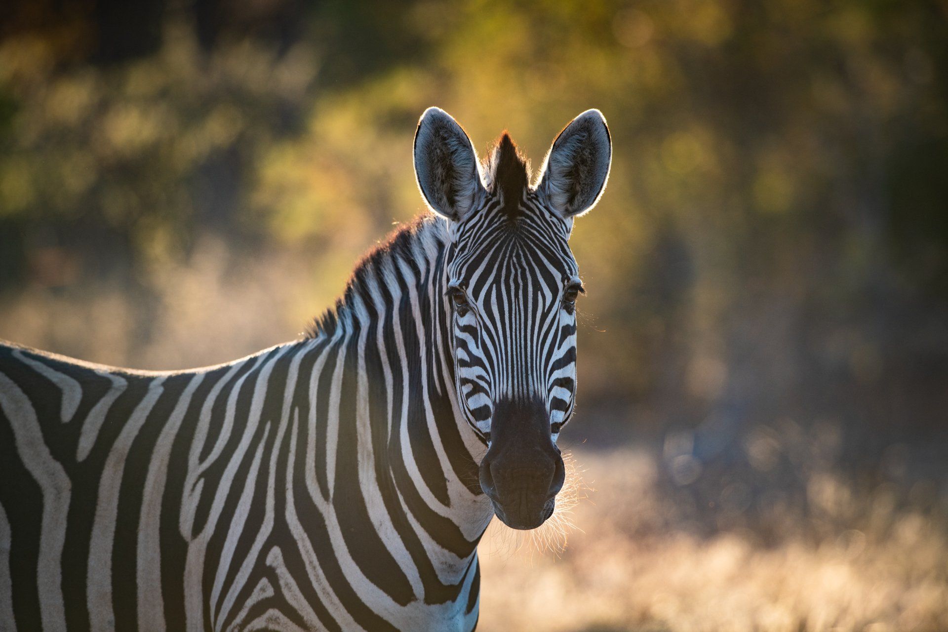 Sausage Tree Safari Camp - Home 3