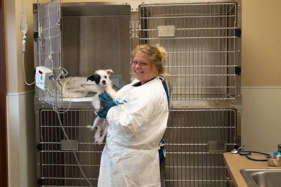 medina staff examining a dog
