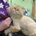 cat looking happy while being groomed