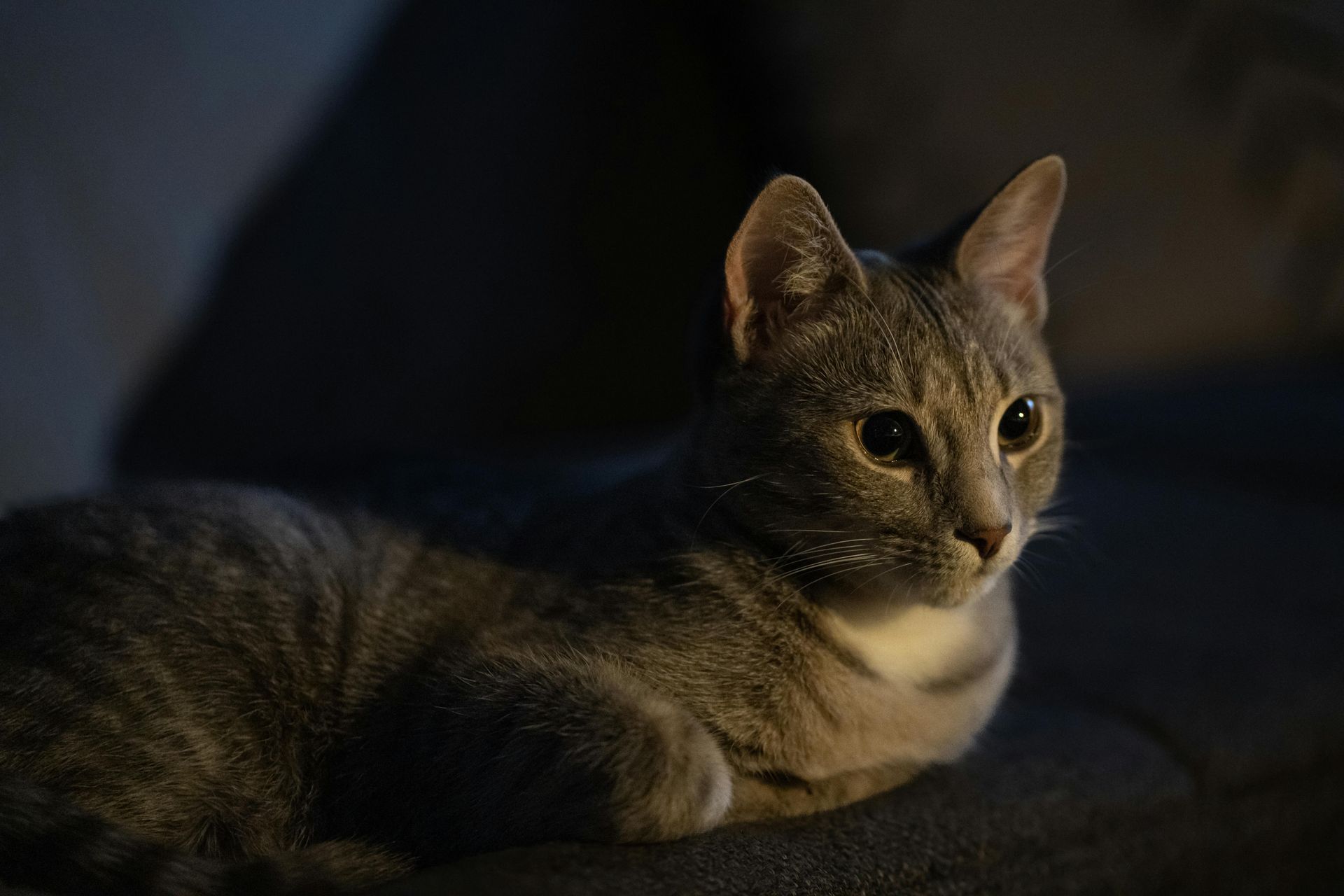 cat laying down