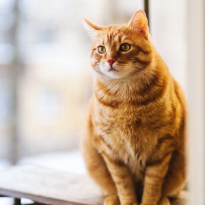 orange cat looking