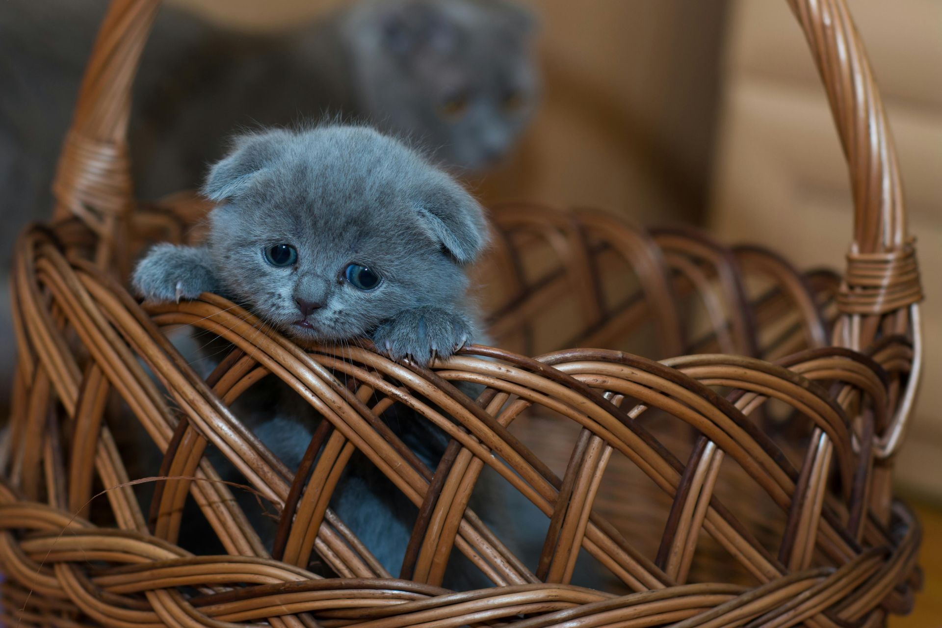grey kitten hanging on the edge of a brown basket