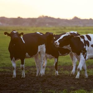 cows in a field in the daytime