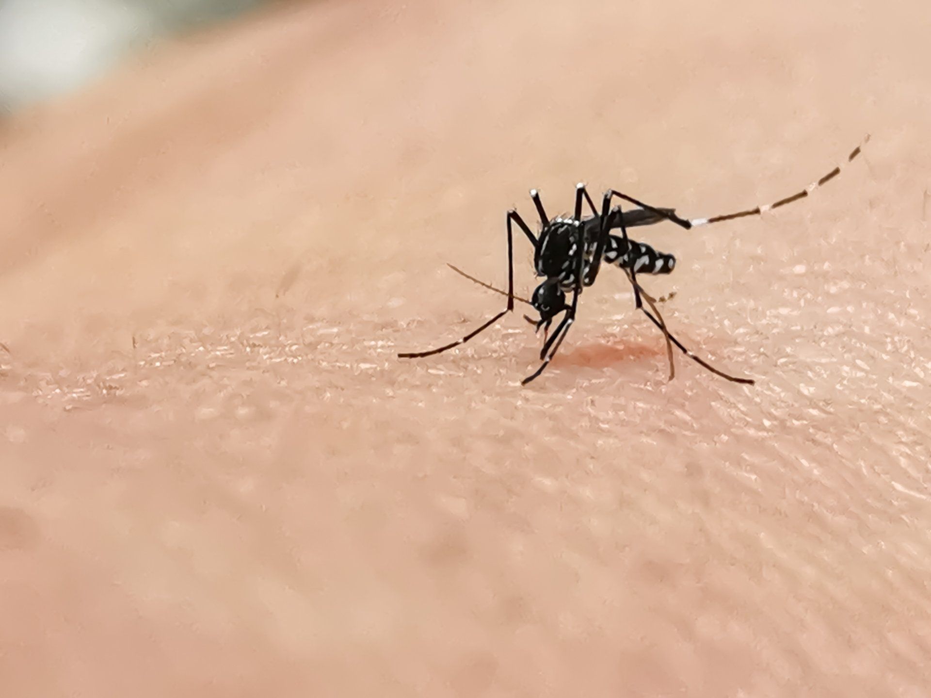A mosquito sitting and sucking on a human skin