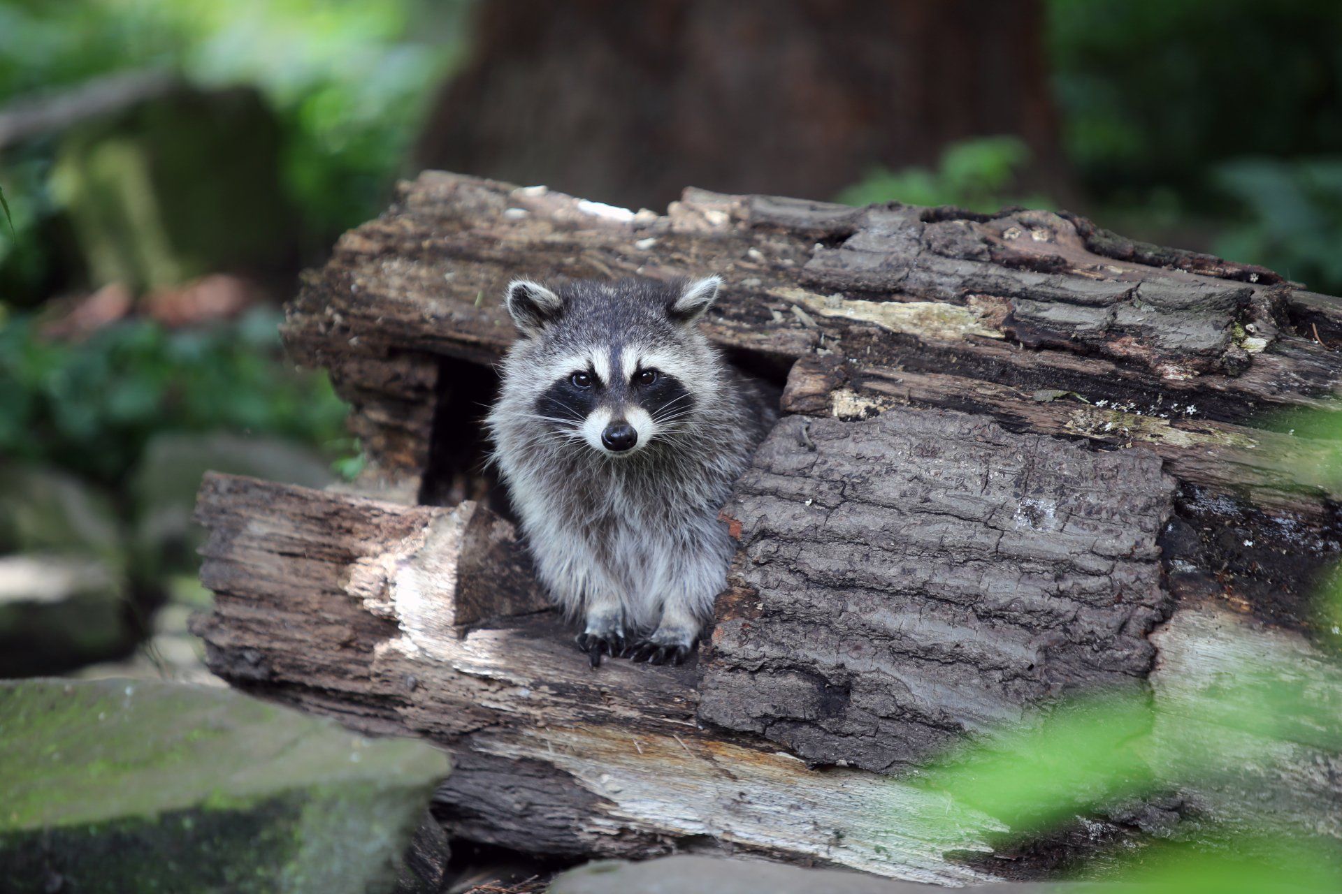 A racoon sitting and chilling in the wild